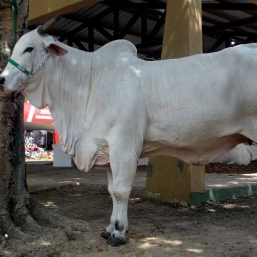 Animal mais caro da Expofeira custa quase R$ 1 milhão