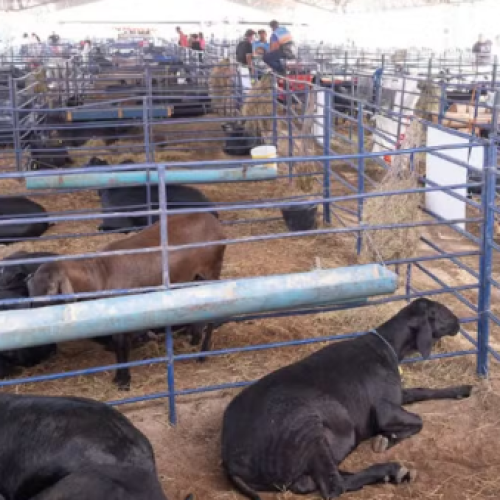 ExpoSerrinha 2026 terá mais de R$ 150 mil em prêmios e expectativa de grande público