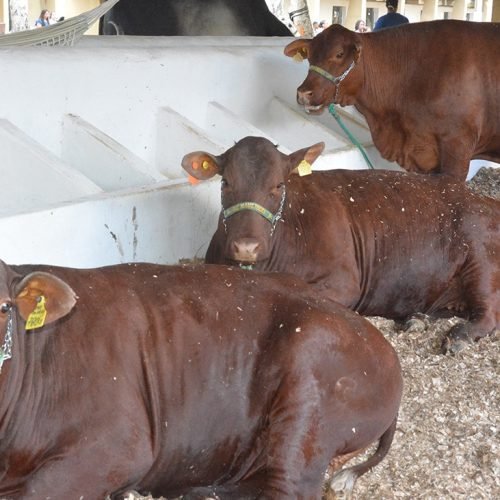 Expofeira chega à reta final com balanço positivo e clima de despedida