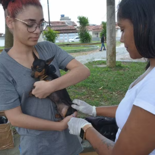 Feira de Santana inicia campanha de vacinação contra raiva em cães e gatos